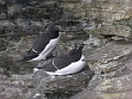 Razorbill